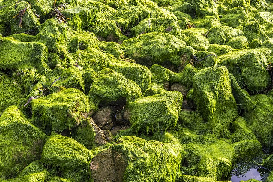 algae