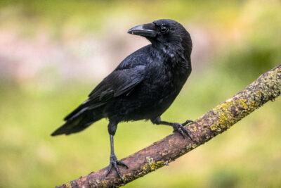 North West London crow terrorising local residents with up to 20 attacks a day