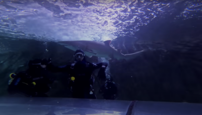 Watch Niko Omilana say yes to everything for 24 hours in Australa