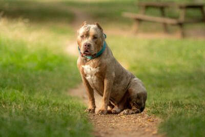 Ban On American XL Bully Dogs Confirmed by Prime Minister after Spate Of Attacks