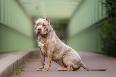 XL Bully dog ban made official by government